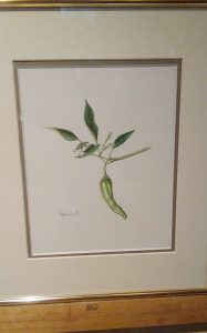 えくにやよい　ボタニカルアート（植物画）　カード&原画展